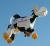 Arabella the Cow