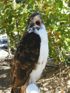 Avian Ambassadors