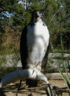 Avian Ambassadors
