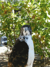 Avian Ambassadors