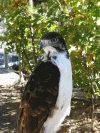 Avian Ambassadors