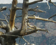 Tree at the North Rim