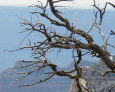 Tree at the North Rim