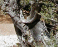 Gnarled Tree