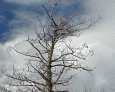 Trees and Stormy Sky