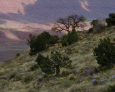 Vermillion Cliffs