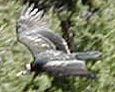 California Condor