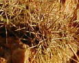 Lipan Point flora