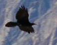 Raven