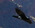 Raven