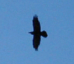Raven