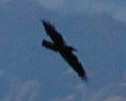 Raven