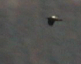 Raven