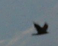 Raven