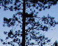 Alpine Divide